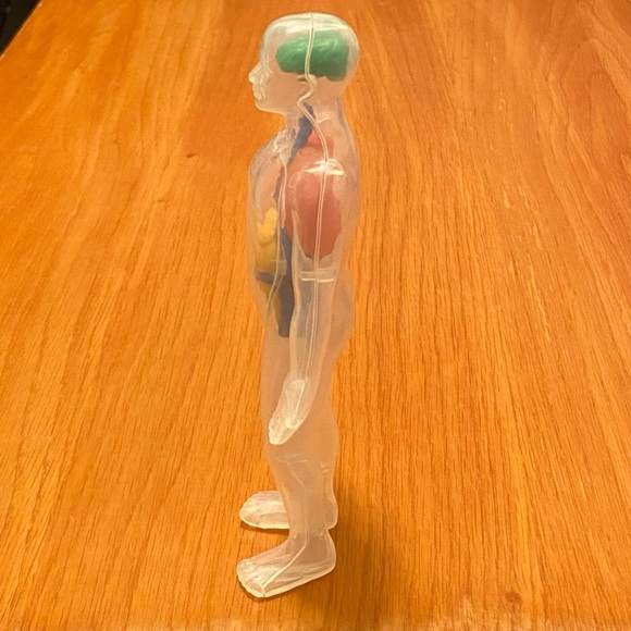 Human Body Anatomy Model Figure - Greenbrier International - 8" H - Picture 3 of 5